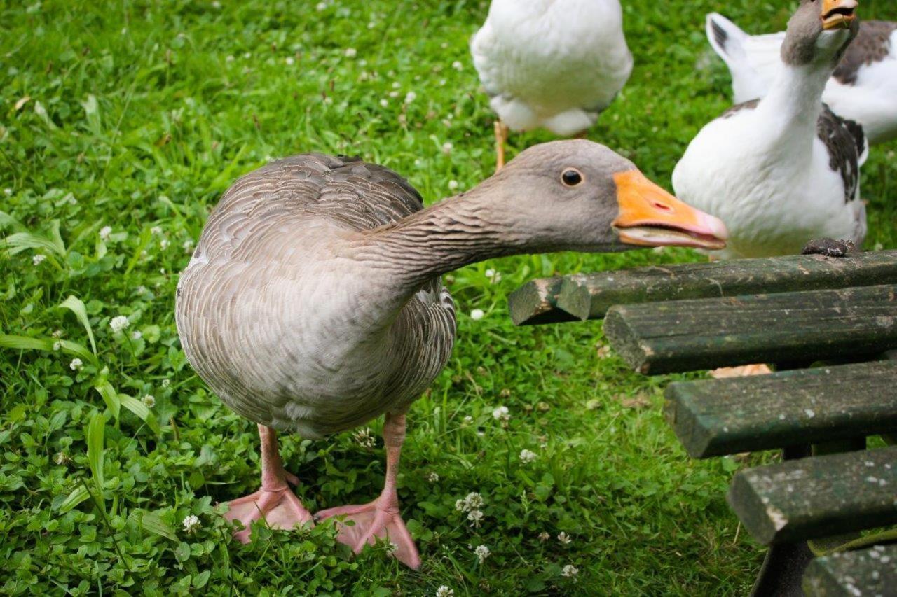 ゾルタウ Forstgut Stuebeckshornゲストハウス エクステリア 写真